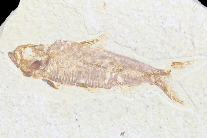 Detailed Fossil Fish (Knightia) - Wyoming #173742